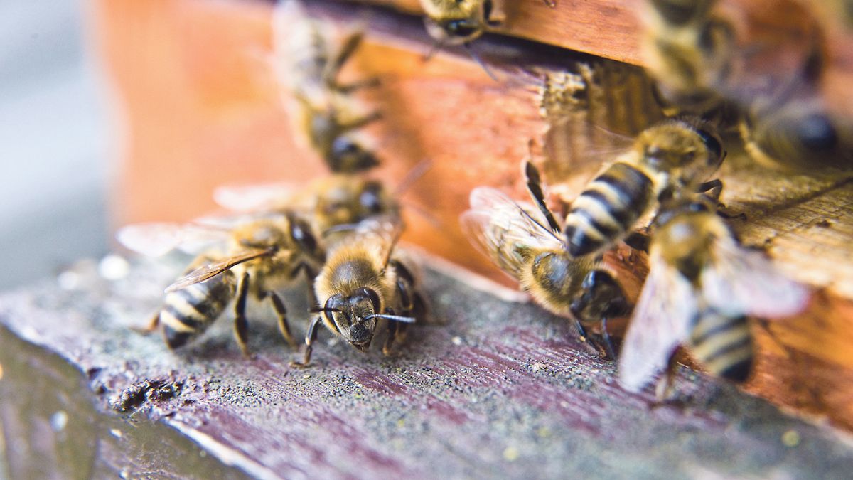 Díky mírné zimě uhynulo méně včel
